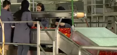 بدء تشغيل مصنع عصير الطماطم في حرير