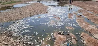 نفوق آلاف الأسماك في جمجمال
