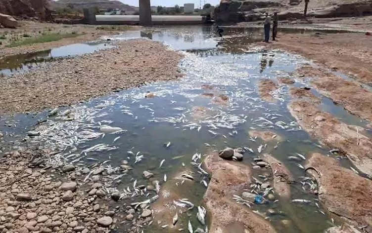 نفوق آلاف الأسماك في جمجمال