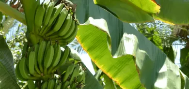 فوائد غير متوقعة لأوراق شجر الموز