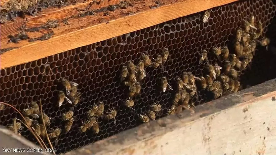 النحل يصرخ أيضا.. دراسة تكشف أمرا مذهلا عن 