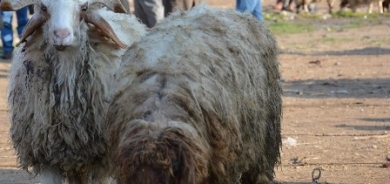 كوردستان تواجه ارتفاع أسعار اللحوم باستيراد الماشية الحية من أرمينيا