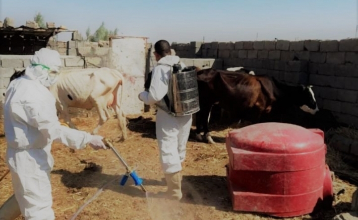 إجراءات من زراعة كوردستان لمنع تفشي ‹الحمى النزفية›