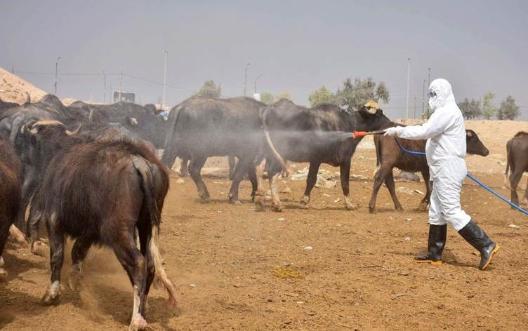 الفرق البيطرية في كركوك تباشر حملة رش المواشي والحظائر درءاً لتفشي الحمى النزفية