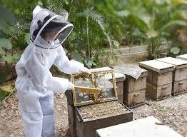 استيراد العسل يعيق تطور قطاع تربية النحل في اقليم كوردستان