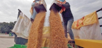 مصر تجري محادثات مع الهند بشأن إعفائها من حظر تصدير القمح