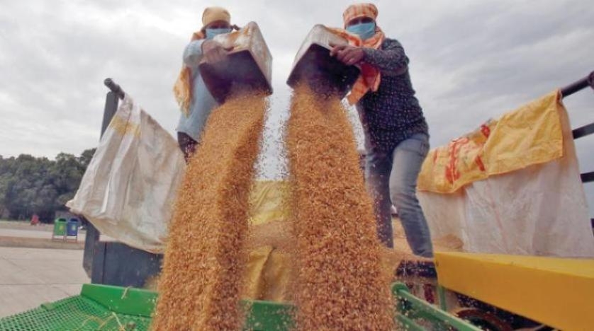 مصر تجري محادثات مع الهند بشأن إعفائها من حظر تصدير القمح