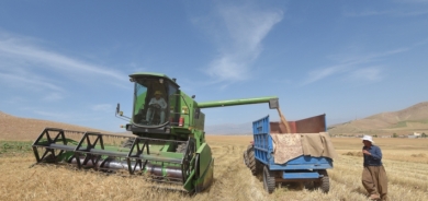 تجارة كوردستان : استلام محصول القمح يسير بشكل جيد ولامشكلة في دفع مستحقات المزارعين
