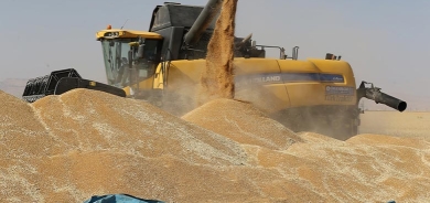 تسويق محصول القمح متواصل وإقليم كوردستان يستلم أكثر من 213 الف طنا