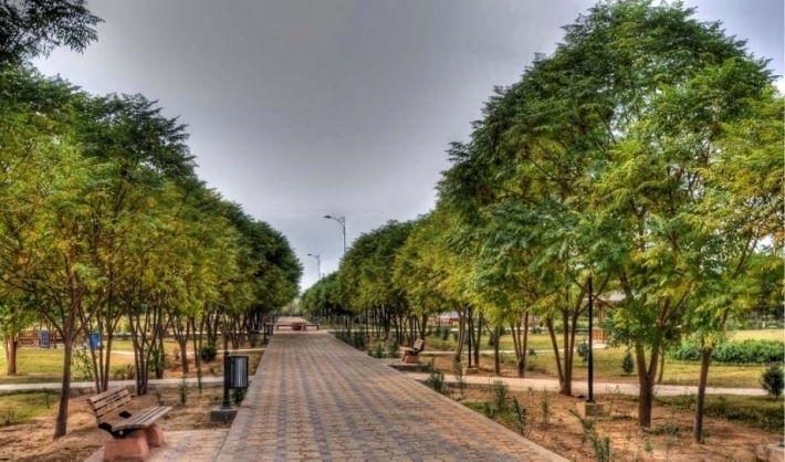 خطة ‹استراتيجية› لزراعة 100 مليون شجرة في أربيل