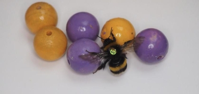 اكتشاف سلوك اللعب عند النحل الطنان لأول مرة