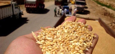 إقليم كوردستان يبدأ بتوزيع مستحقات القمح للعام 2014 الأسبوع المقبل