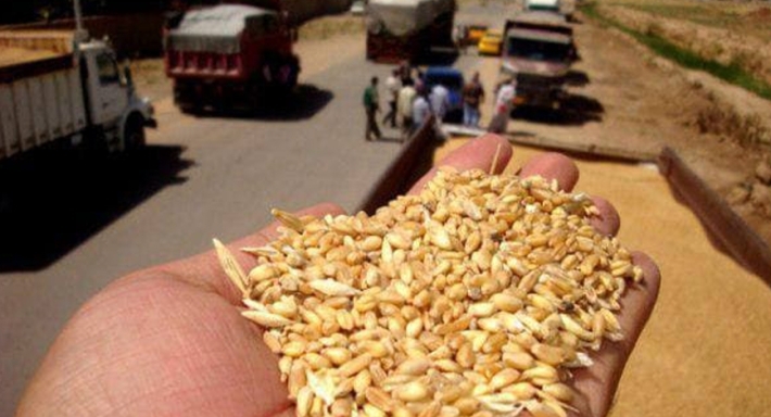 إقليم كوردستان يبدأ بتوزيع مستحقات القمح للعام 2014 الأسبوع المقبل