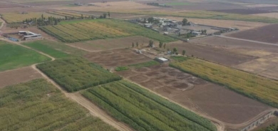 محكمة كركوك تعيد 3000 دونم من الأراضي الزراعية لفلاحين كورد