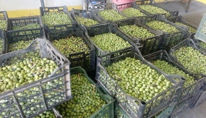 طلب كبير على المنتج المحلي .. 1350 مزارع يعملون في إنتاج الزيتون بإقليم كوردستان