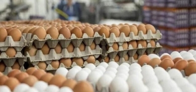 الزراعة الاتحادية تسمح بنقل بيض المائدة من اقليم كوردستان الى المحافظات