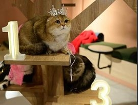 اختيار ملكة جمال القطط في أربيل