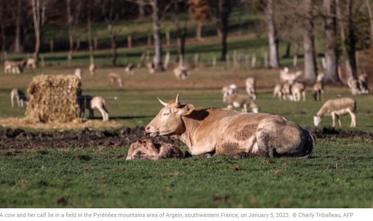 ‘A wake-up call for the industry’: Meat production in France under scrutiny amid climate change