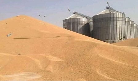 بغداد تشتري محصول القمح من فلاحي الإقليم بـ850 الف دينار للطن الواحد