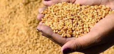 التجارة الإتحادية: إنتاج الحنطة لهذا العام سيغطي 85 بالمئة من احتياجات البلاد
