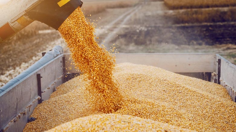 تجارة كوردستان تحدد موعد استلام القمح من المزارعين