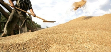تجارة كوردستان تعلن تسويق قرابة 130 الف طن من القمح عبر محافظاتها الثلاث