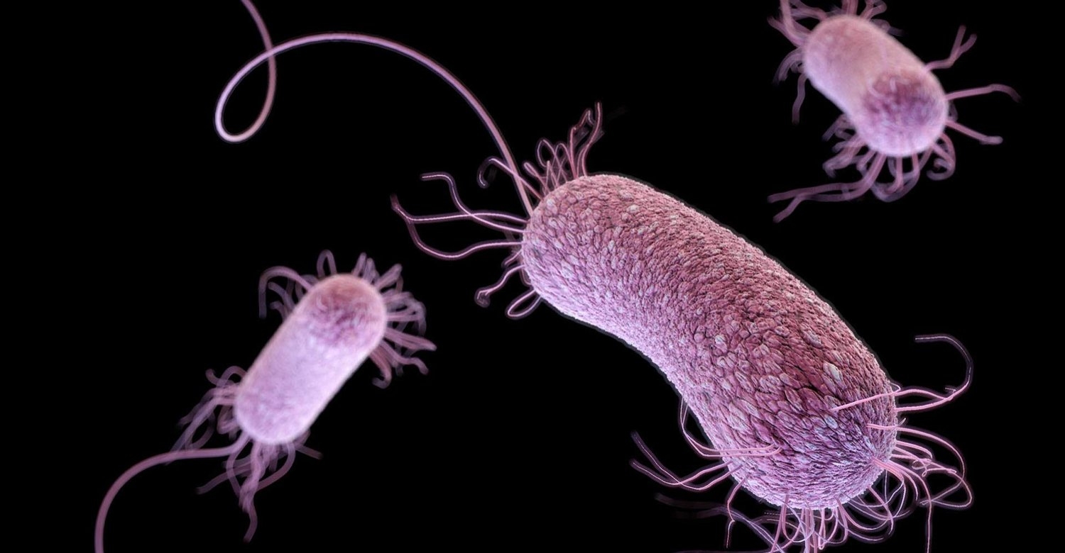 باحثون: اختلافات بكتيريا الأمعاء أولى علامات ألزهايمر