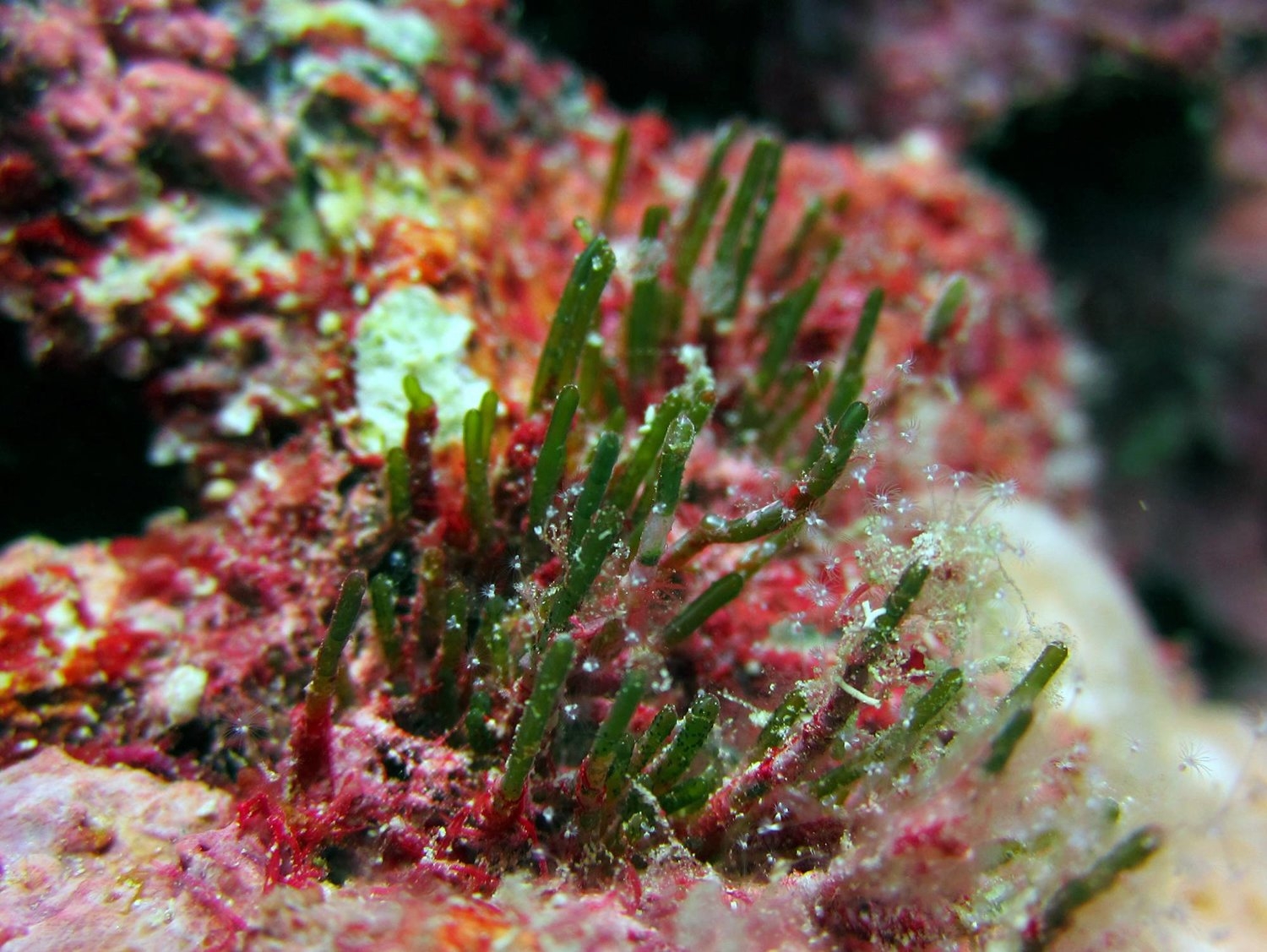 كيف يمكننا استعادة الشعاب المرجانية وإدارتها بكفاءة؟