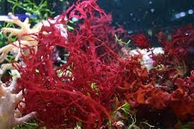 مضادات أكسدة طبيعية مستخلصة من الطحالب الحمراء لعلاج أمراض القلب