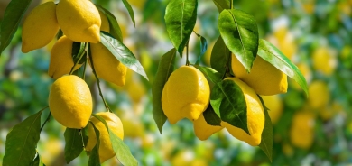 7 فوائد صحية لتناول الليمون