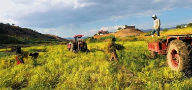 Rice Cultivation in Dohuk Province Aims for Self-Sufficiency and Export