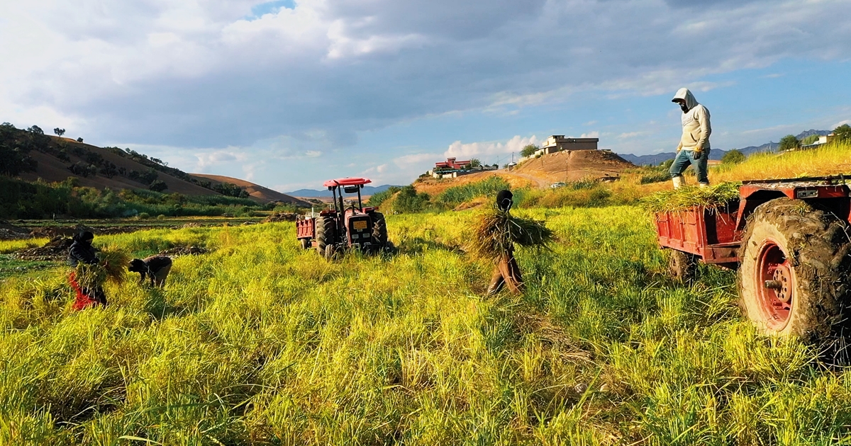 Rice Cultivation in Dohuk Province Aims for Self-Sufficiency and Export