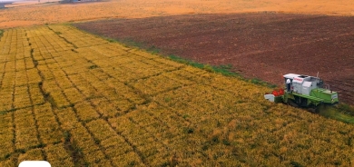 مدير عام زراعة دهوك يتوقع وصول محصول الأرز هذا العام إلى 23 ألف طن