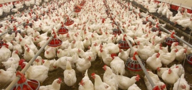 تصدير الدجاج والبيض من إقليم كوردستان إلى دول الخليج