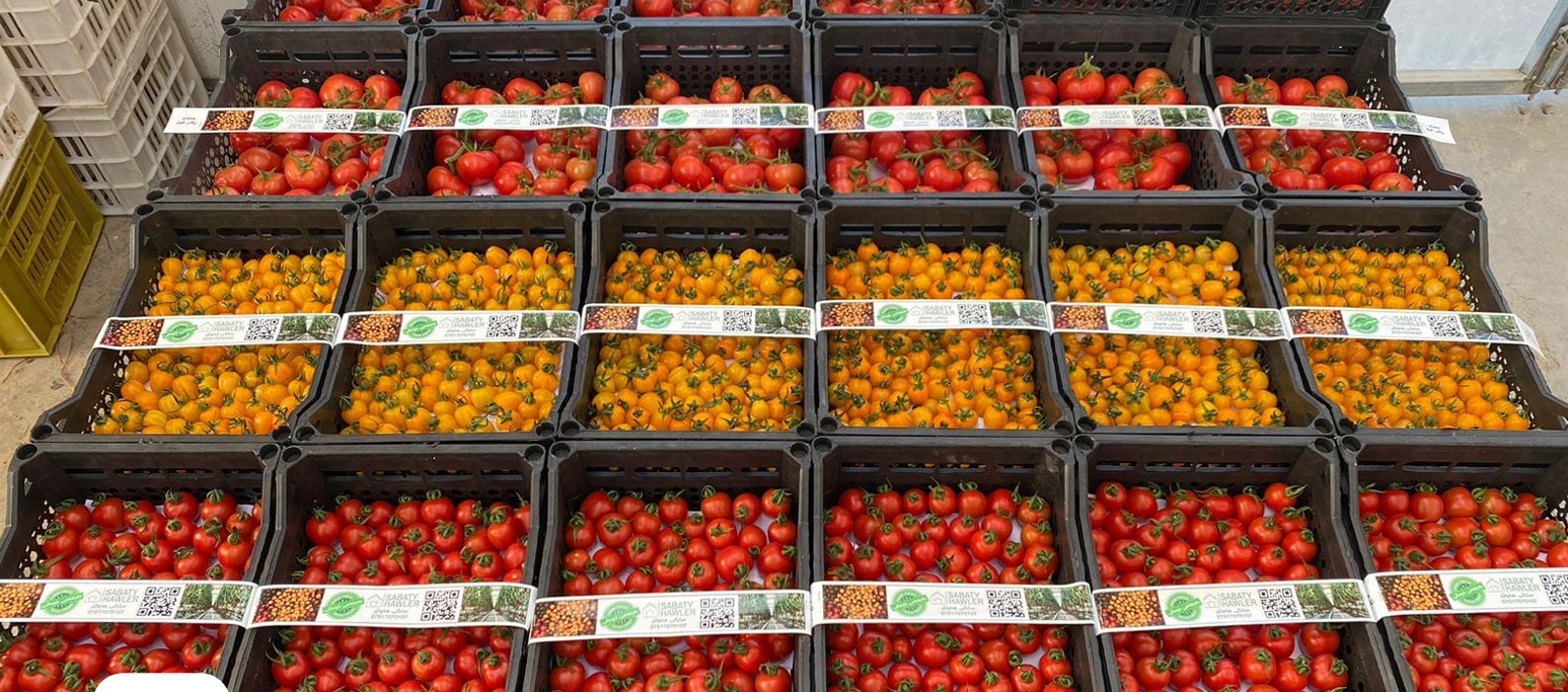 زراعة كوردستان تعلن نجاح مشروع الزراعة المائية للطماطم ووصول المنتج للسوق المحلي