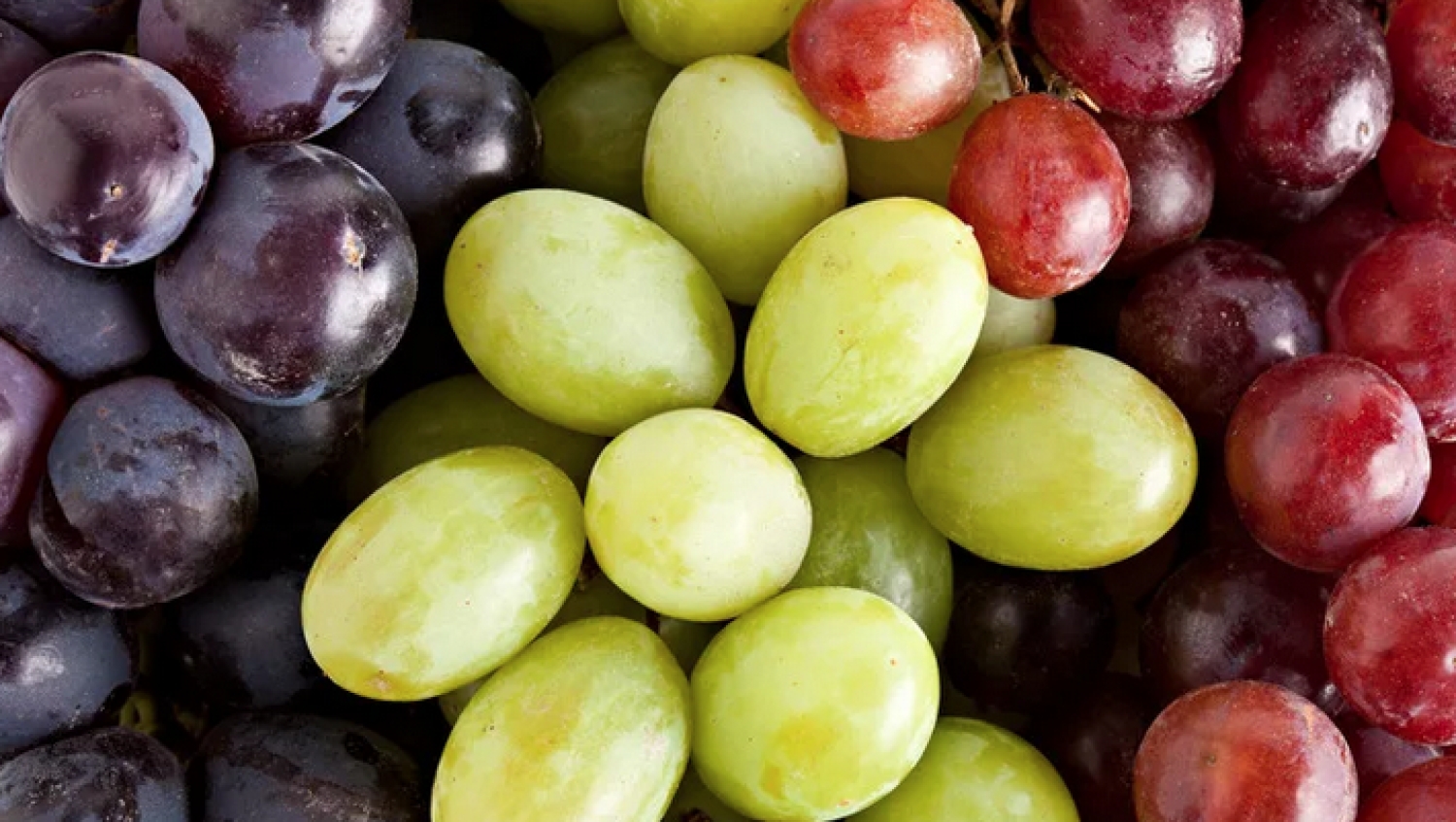 باحثون: تناول العنب يطيل عمر الإنسان 5 سنوات