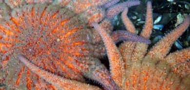 اكتشاف مركّبات كيميائية بنجم البحر تمنع نمو خلايا سرطان الثدي !