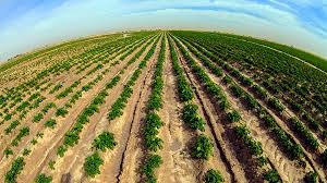 زراعة إقليم كوردستان: أعددنا خطة محكمة لاستلام القمح من المزارعين