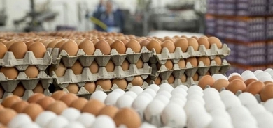سيد مراد: تُنتِج أربيل نحو 10 آلاف كرتونة بيض يومياً