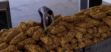 إقليم كوردستان يصدر 5000 طن من البطاطس إلى السعودية