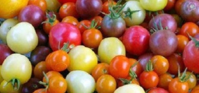 ألوان عديدة للطماطم.. تعرّف على خصائصها وفوائدها الكبيرة