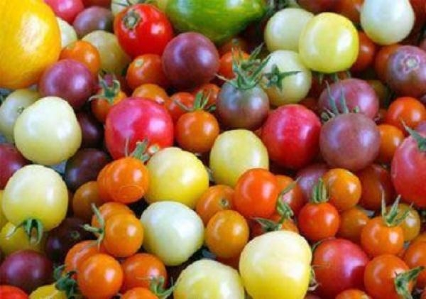 ألوان عديدة للطماطم.. تعرّف على خصائصها وفوائدها الكبيرة