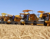 زراعة كوردستان: شركتان ستشتريان فائض القمح من المزارعين