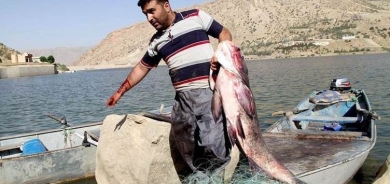 إقليم كوردستان ينتج اكثر من 3 آلاف طن من الأسماك سنوياً