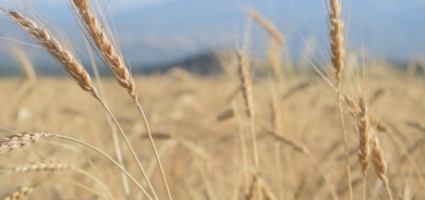إقليم كوردستان يُسلّم كميات كبيرة من محصول القمح للحكومة الاتحادية