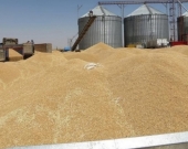 اليوم هو آخر موعد لاستلام القمح من مزارعي كوردستان
