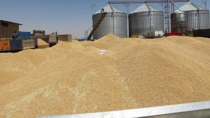 اليوم هو آخر موعد لاستلام القمح من مزارعي كوردستان