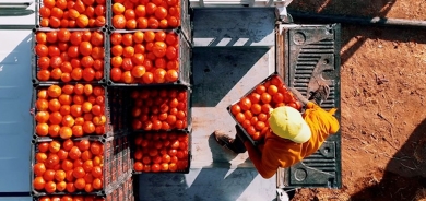 دعم حكومة الإقليم يساهم في ازدياد إنتاج محصول الطماطم