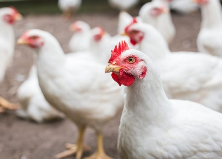Newcastle Virus Devastates Poultry Farms in Sulaimani's Raparin Town