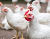 Newcastle Virus Devastates Poultry Farms in Sulaimani's Raparin Town